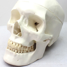 Modelo médico da anatomia do crânio SKULL03 (12329) para uma comunicação paciente